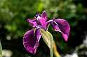 FH_VP_0060(Iris kaempferi variegata)